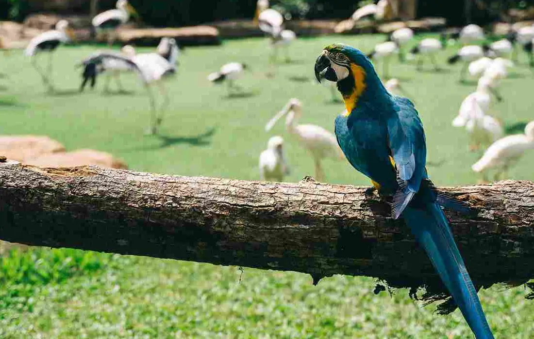 A blue-and-yellow macaw sitting on a branch at Trichy Bird Park, with a lush green landscape and various exotic birds.